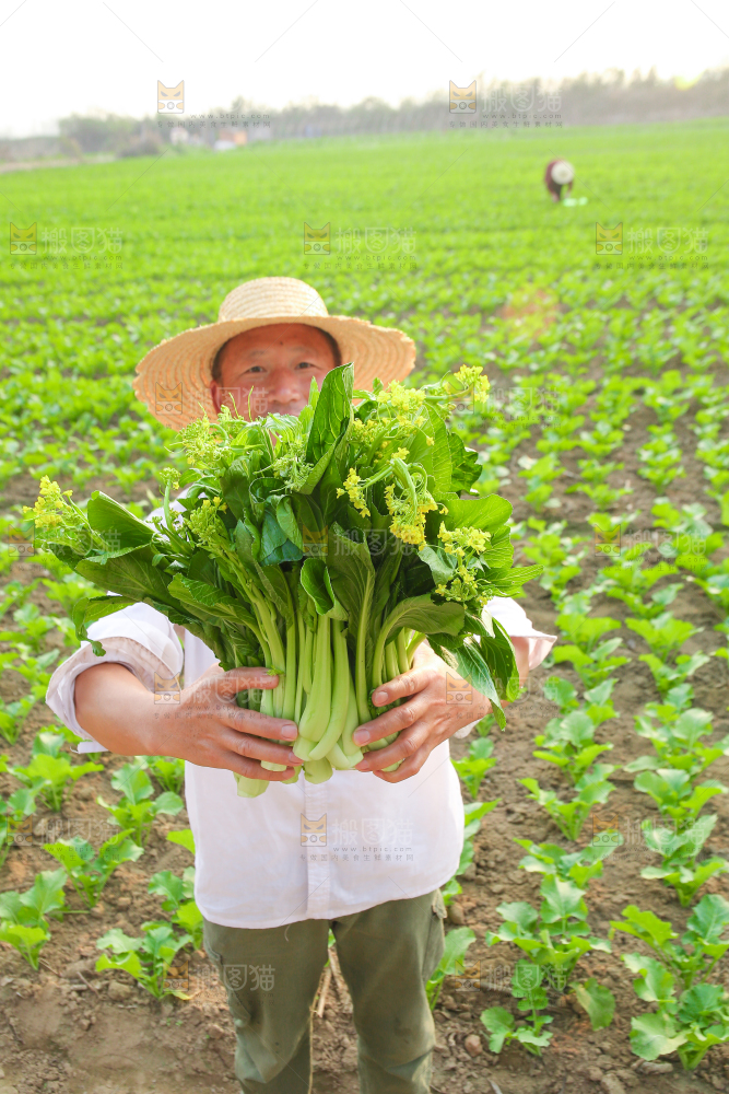 手里拿着广东菜心