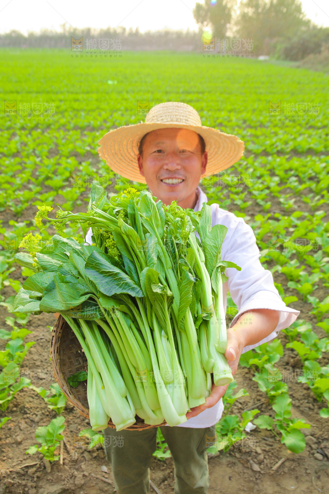 手里拿着广东菜心