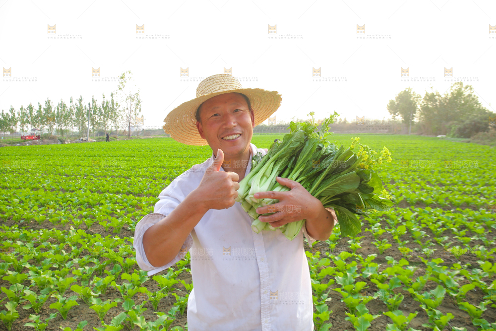 手里拿着广东菜心