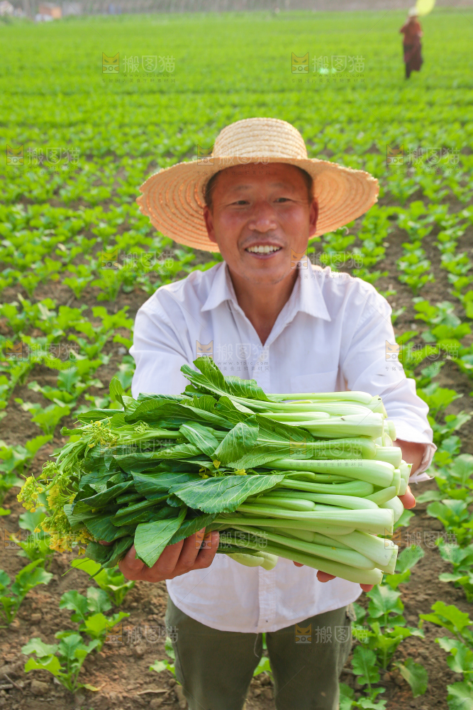 手里拿着广东菜心