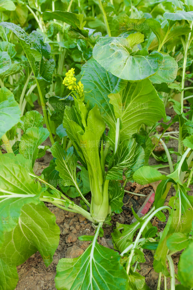 手里拿着广东菜心