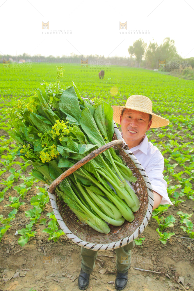 手里拿着广东菜心