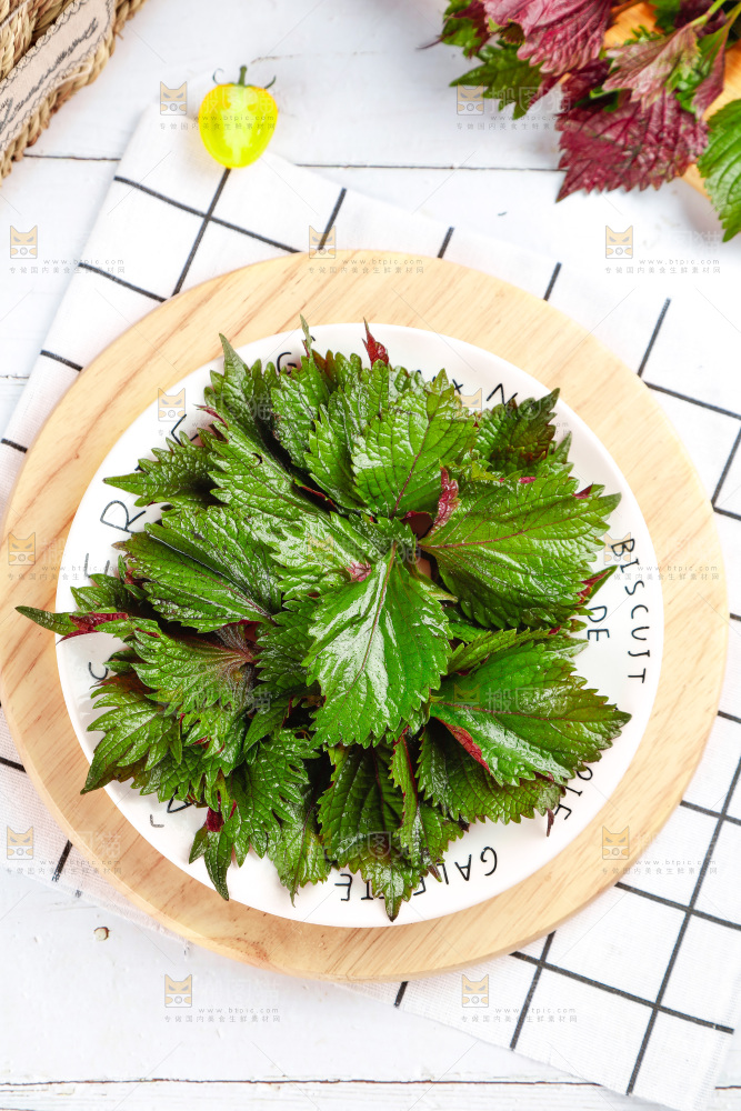 浅底上的紫苏叶