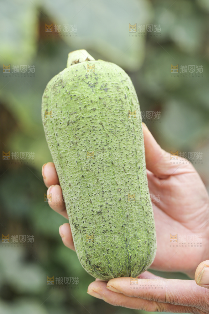 丝瓜藤上的丝瓜