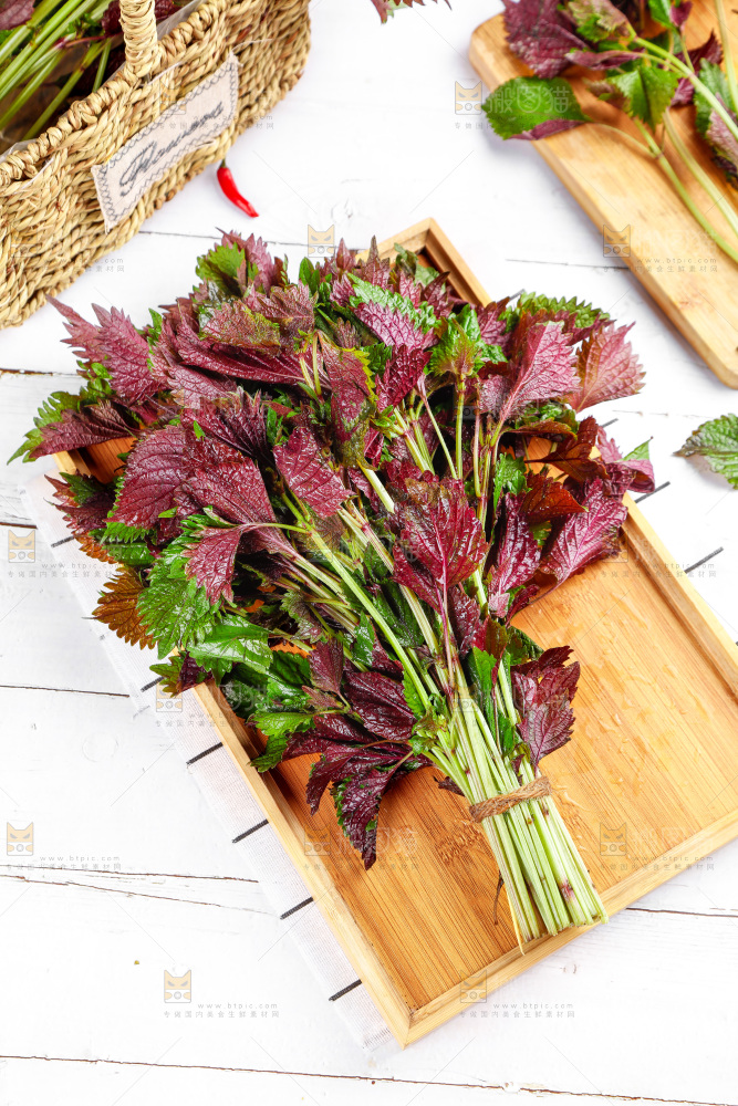 浅底上的紫苏叶