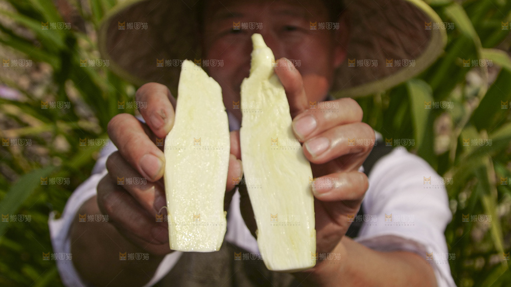 手里拿着新鲜茭白