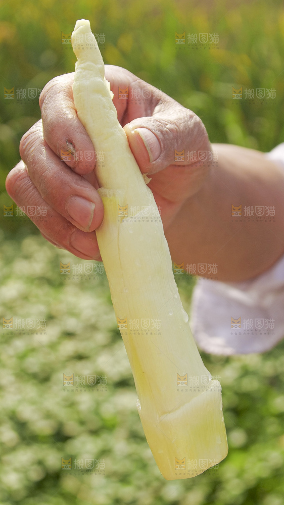 手里拿着新鲜茭白