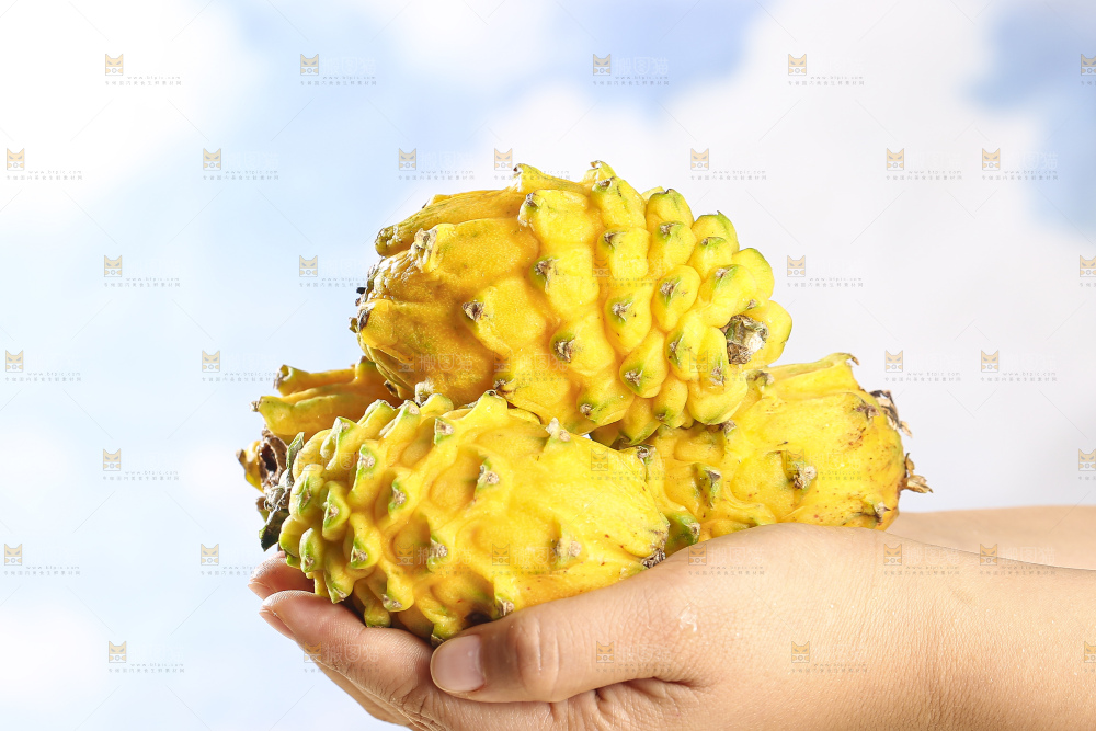 浅底上的燕窝果