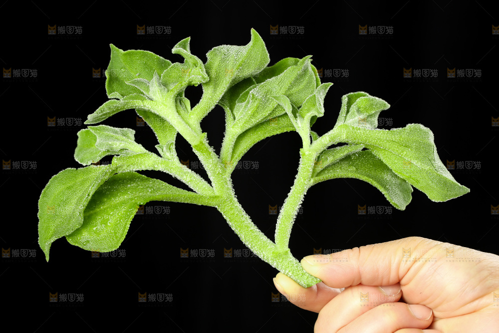 深底上的冰草