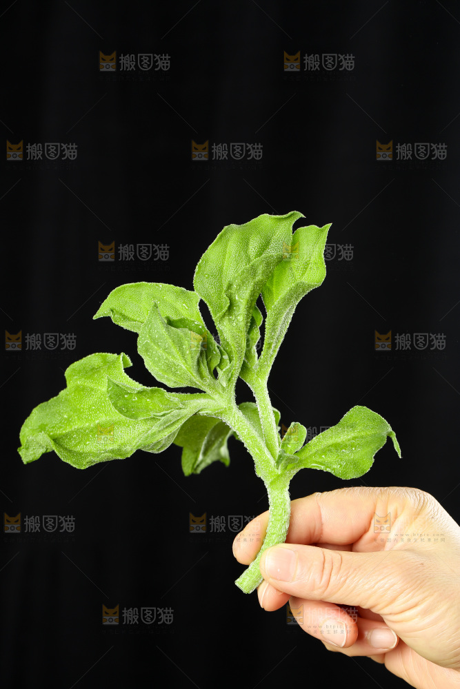 深底上的冰草