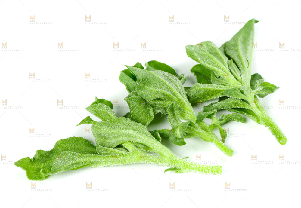白底上的冰草