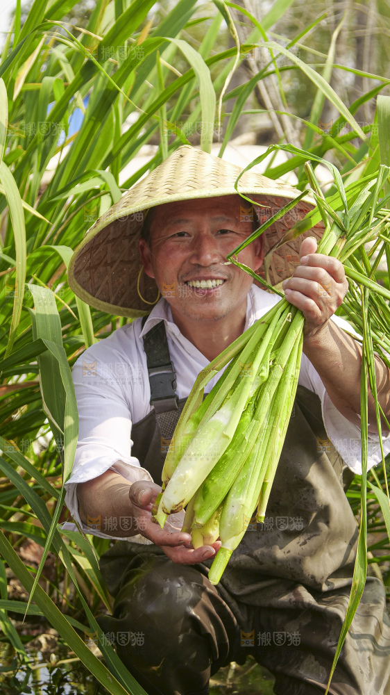 手里拿着新鲜茭白