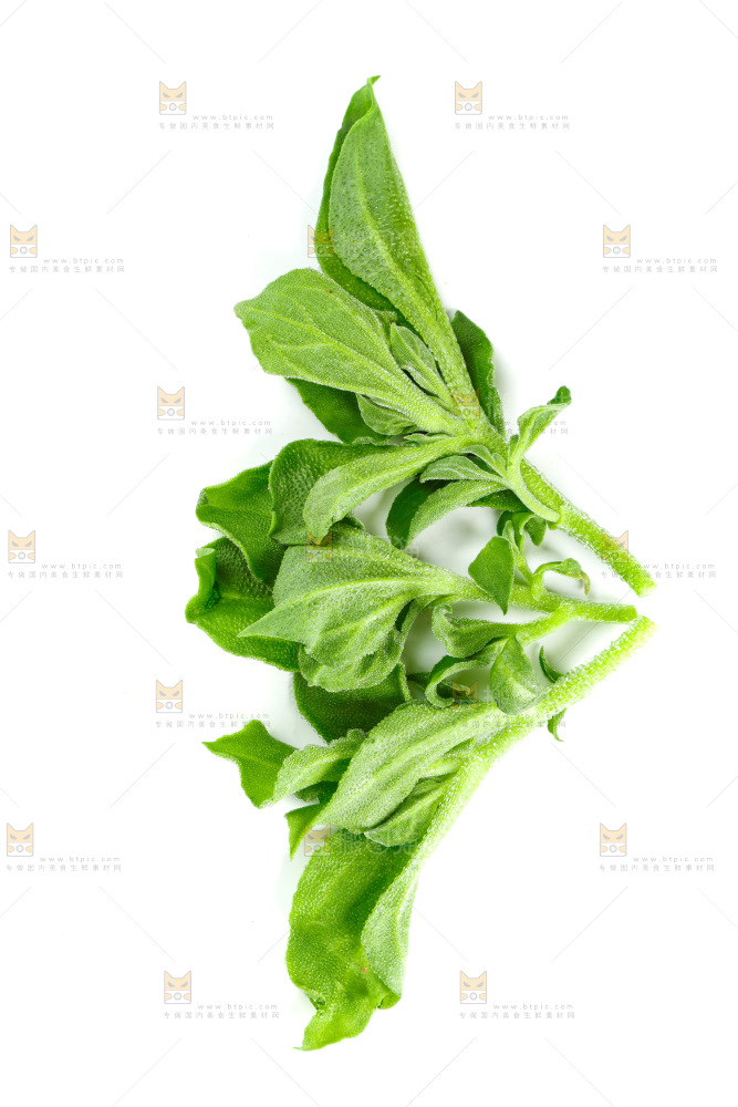 白底上的冰草
