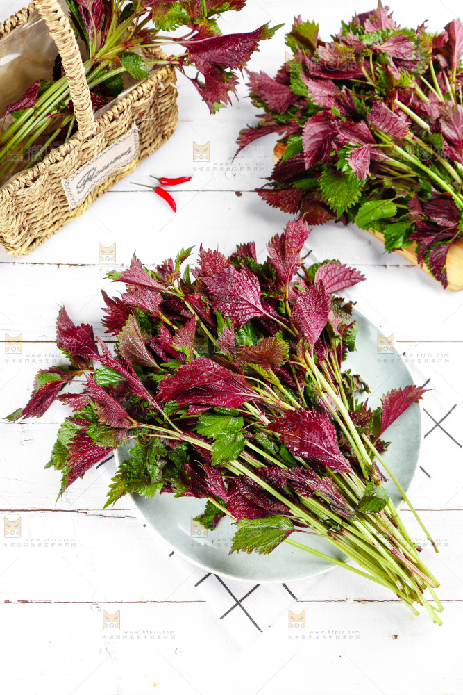 浅底上的紫苏叶