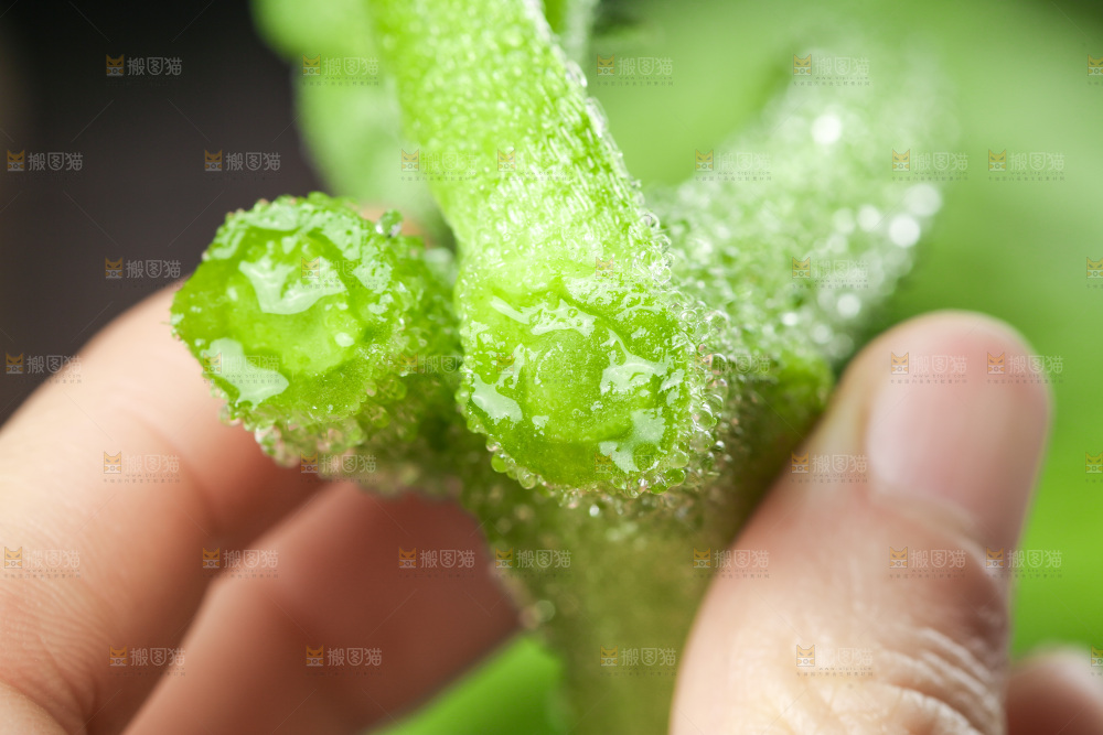 深底上的冰草