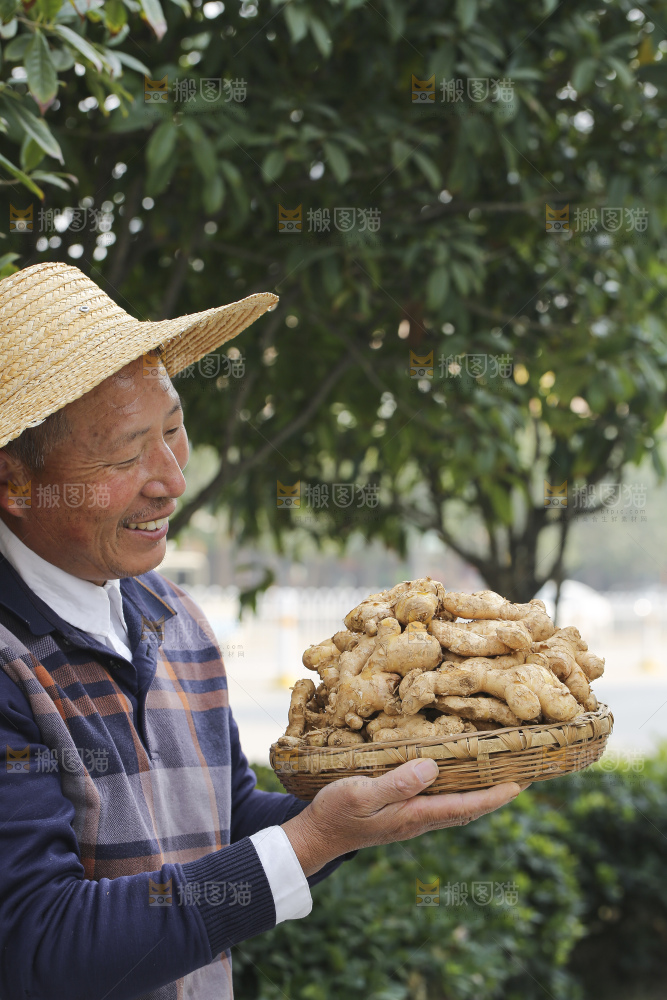 手里拿着新鲜生姜