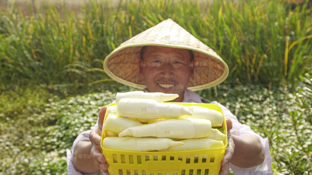 手里拿着新鲜茭白