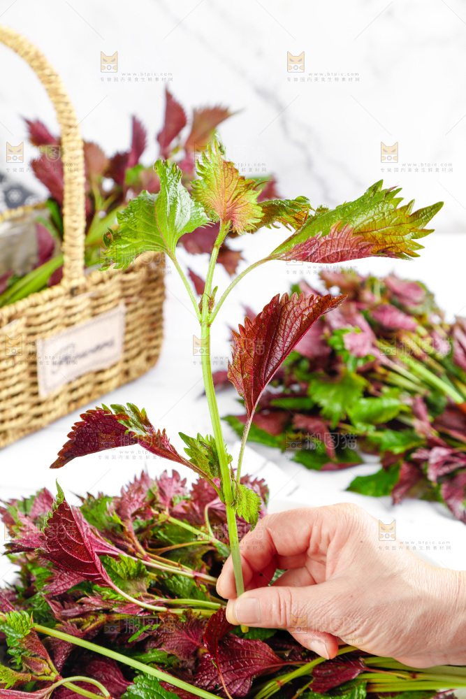 浅底上的紫苏叶