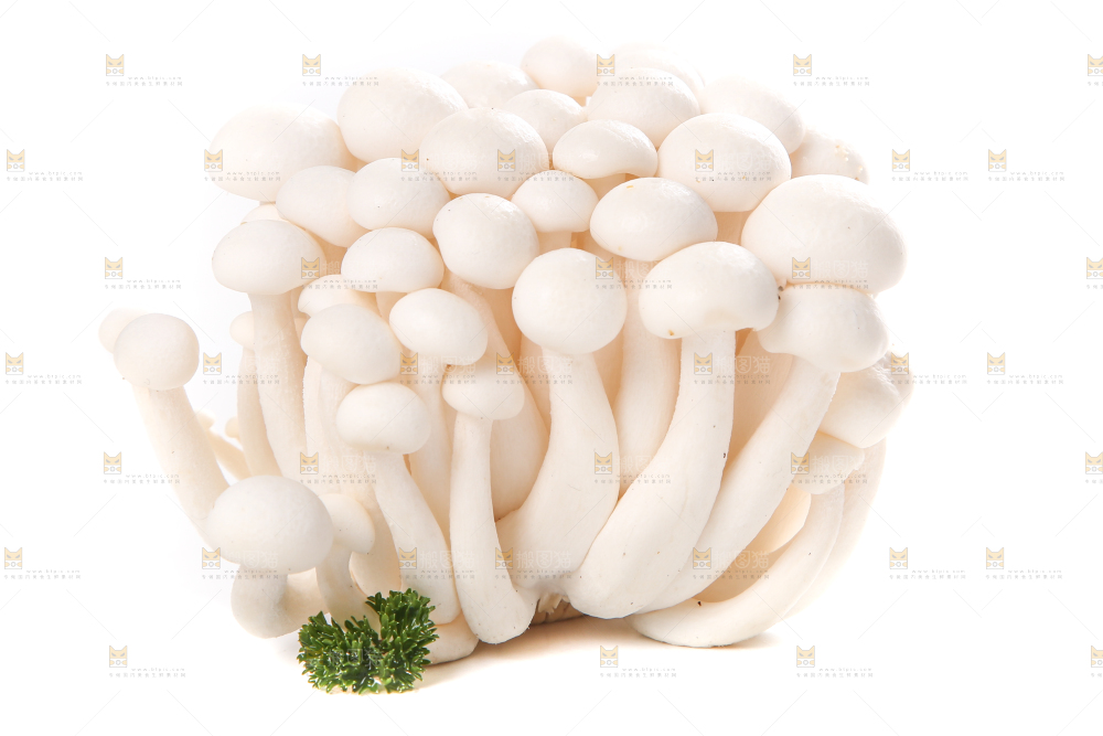 白底上的白玉菇