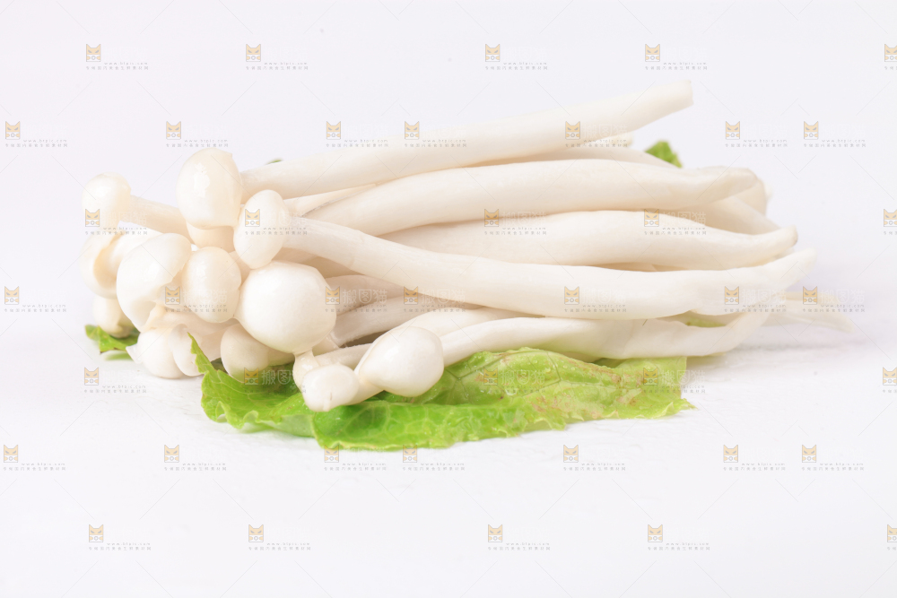白底上的海鲜菇