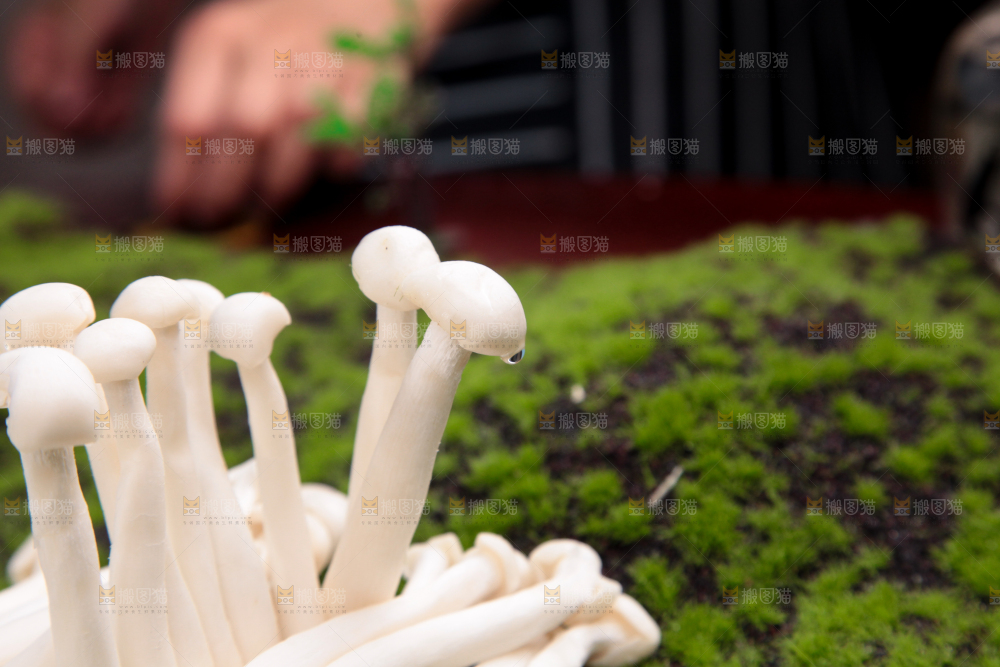 草地上的海鲜菇