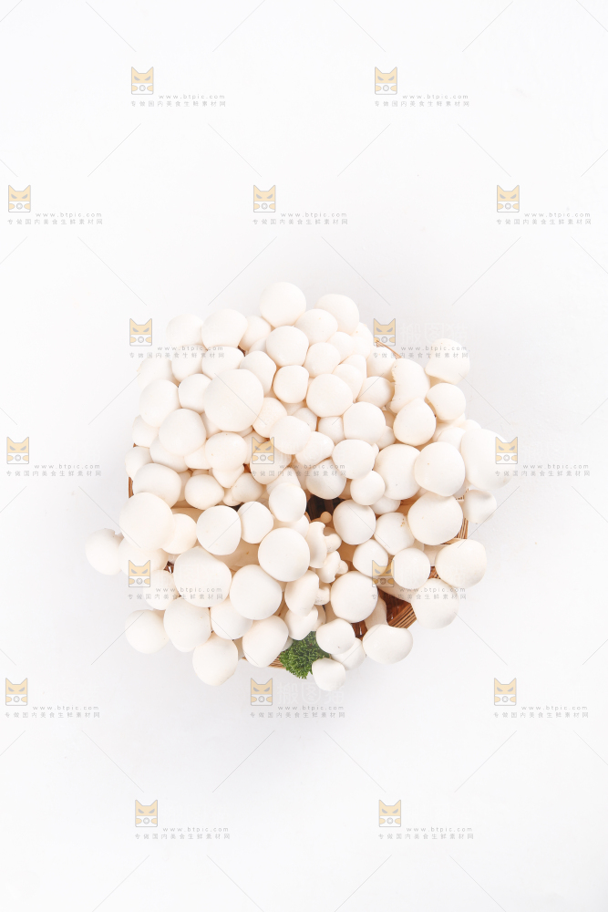 白底上的白玉菇