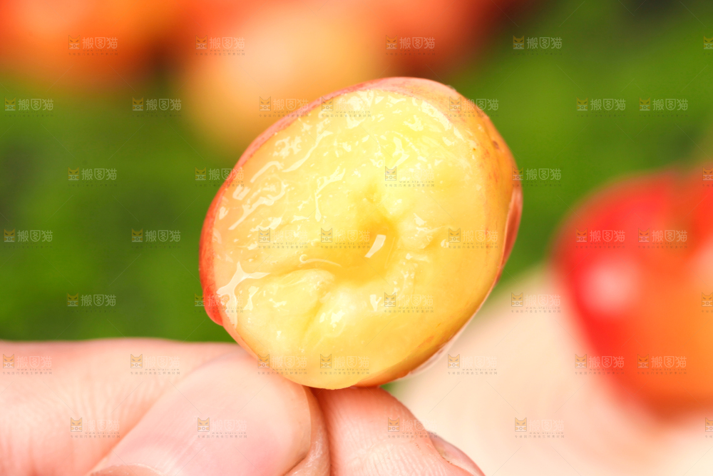 草地上的黄蜜樱桃