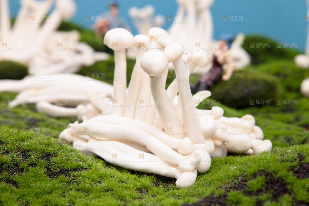 草地上的海鲜菇