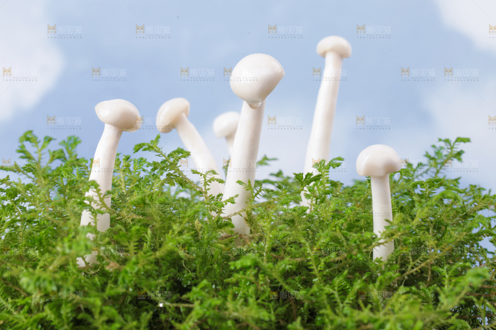 草地上的海鲜菇