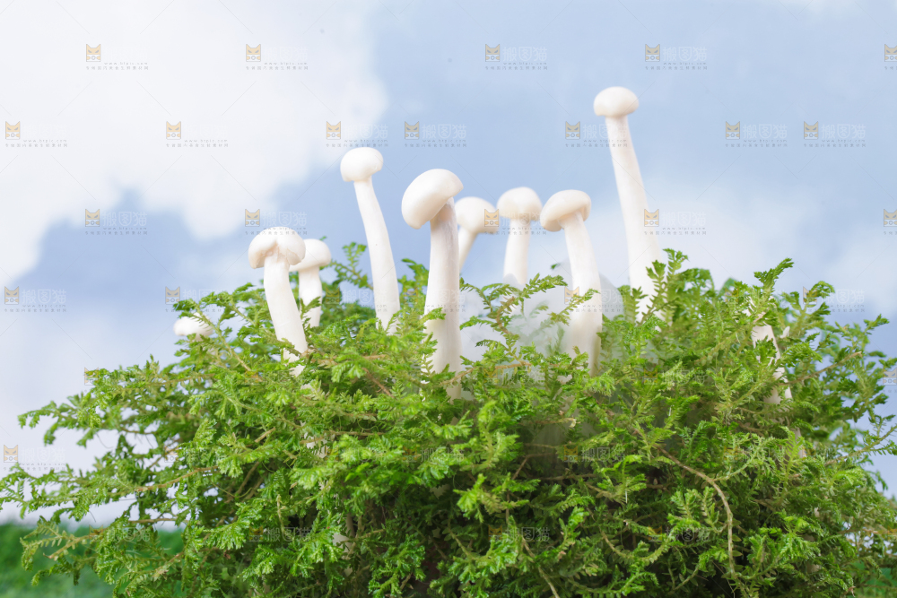 草地上的海鲜菇