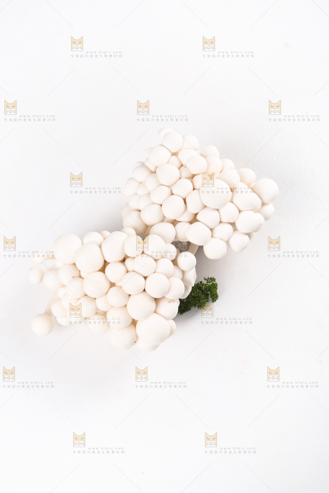 白底上的白玉菇