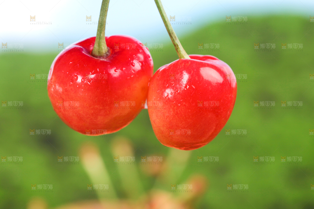 草地上的黄蜜樱桃