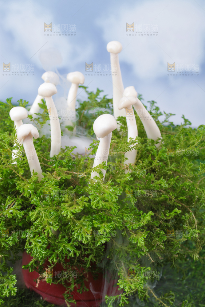 草地上的海鲜菇