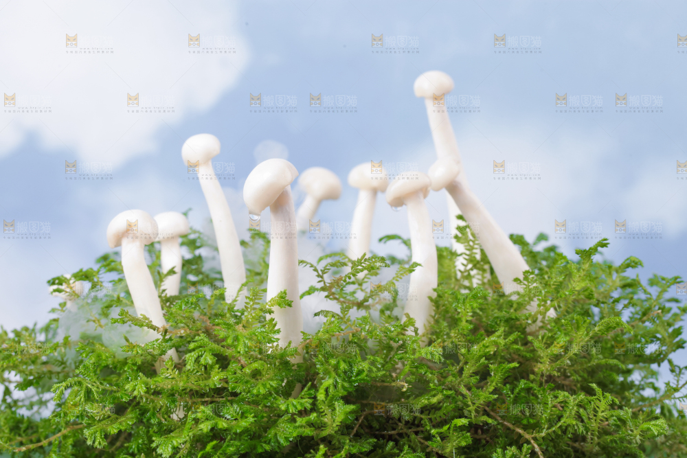 草地上的海鲜菇