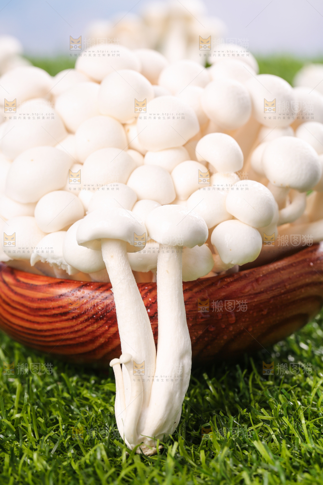 草地上的白玉菇