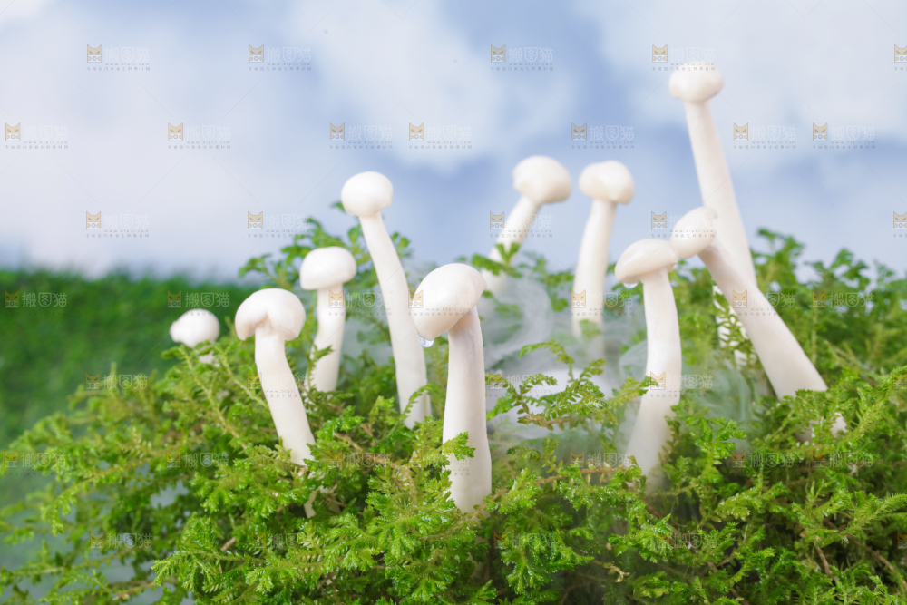 草地上的海鲜菇