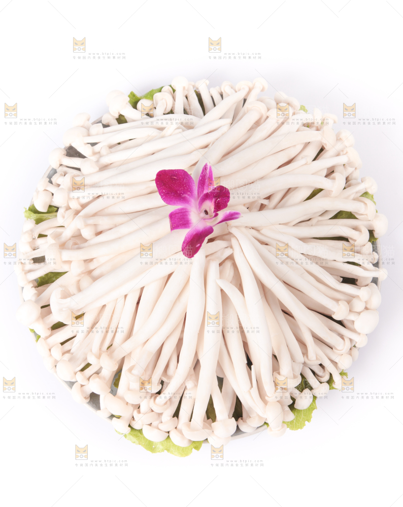 白底上的海鲜菇