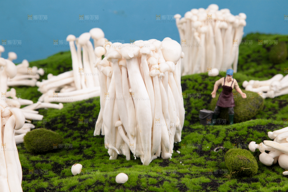 草地上的海鲜菇