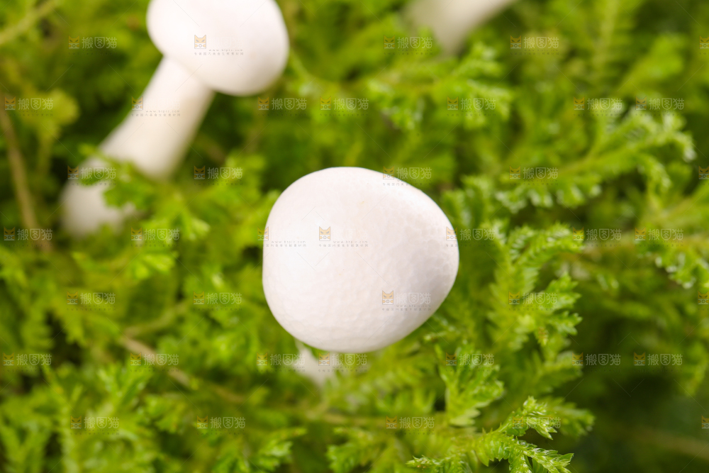 草地上的白玉菇