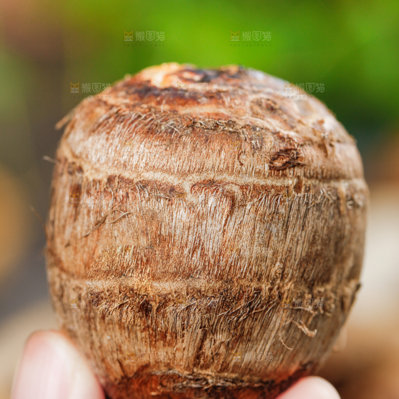 手上拿着小香芋