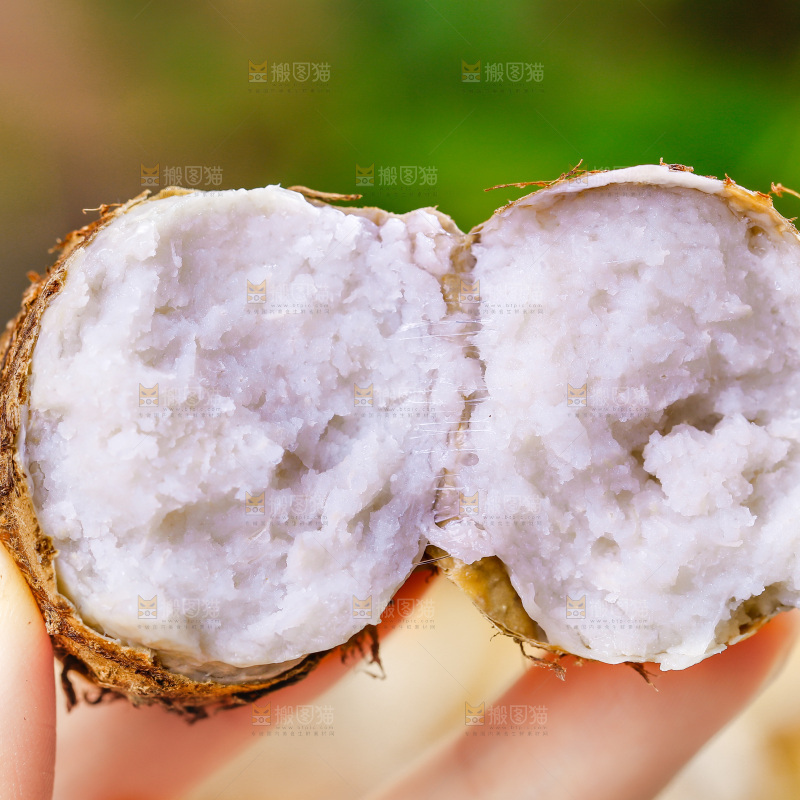 手上拿着小芋头