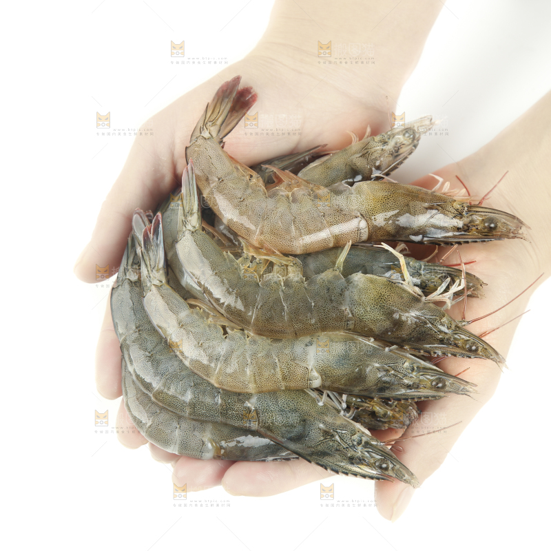 手上捧着大黑虎虾