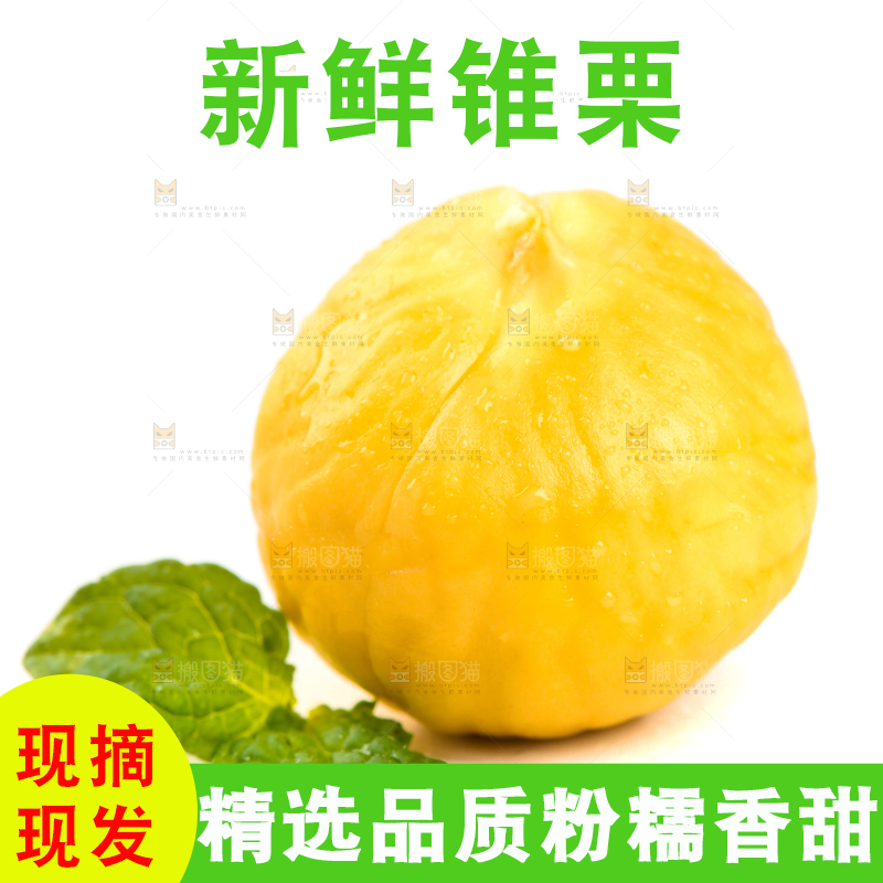 白底上的锥栗仁