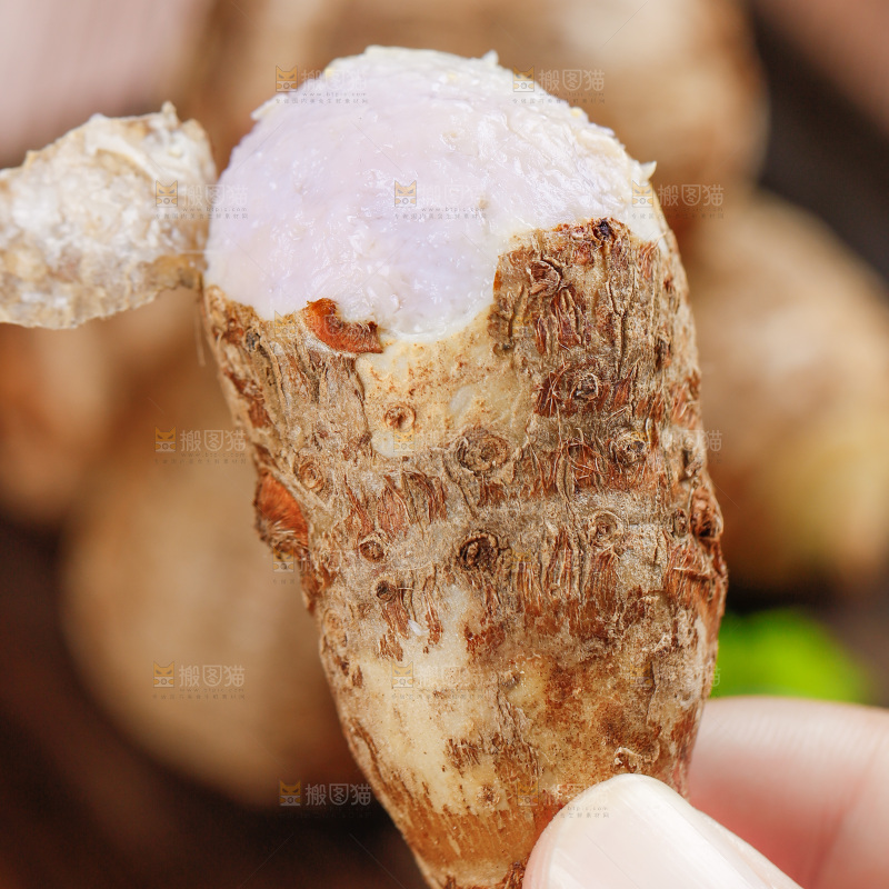 手上拿着小芋头