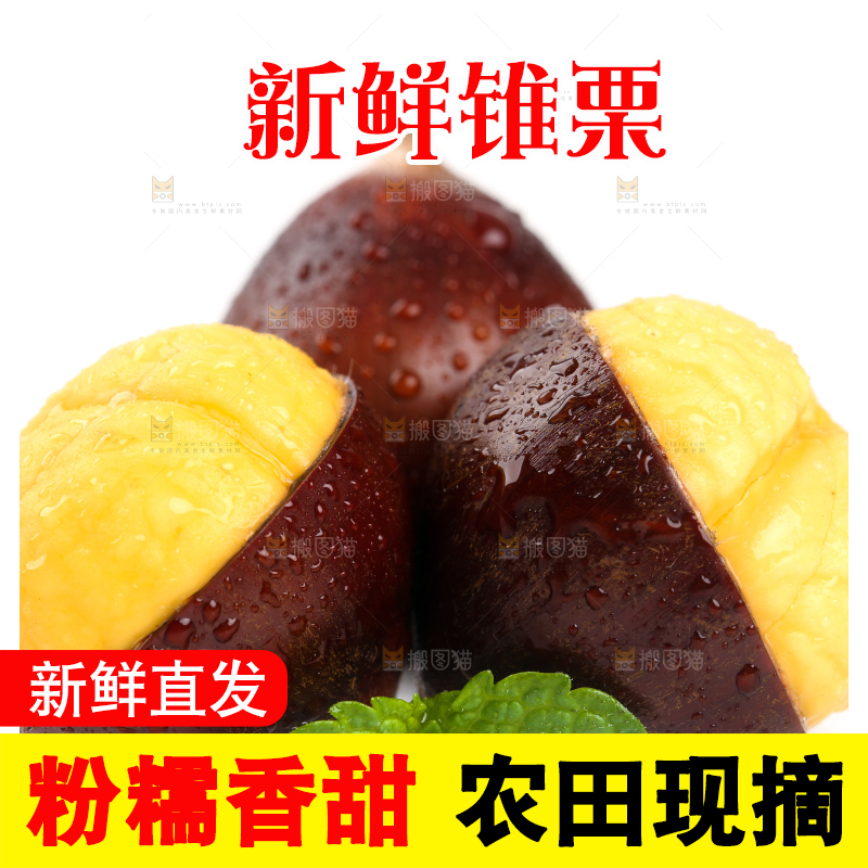 白底上的建瓯锥栗