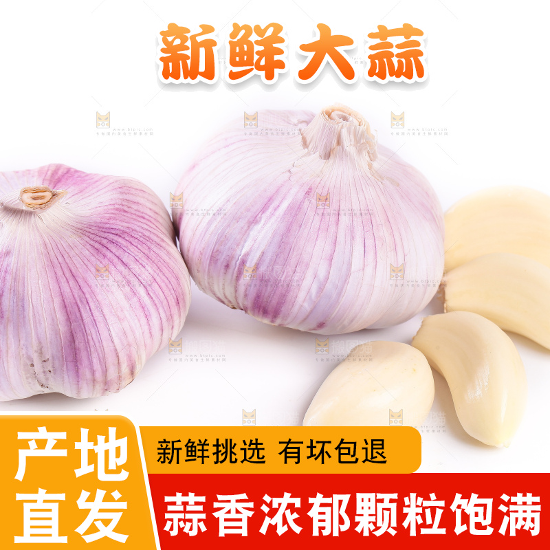 白底上的大蒜头和蒜瓣