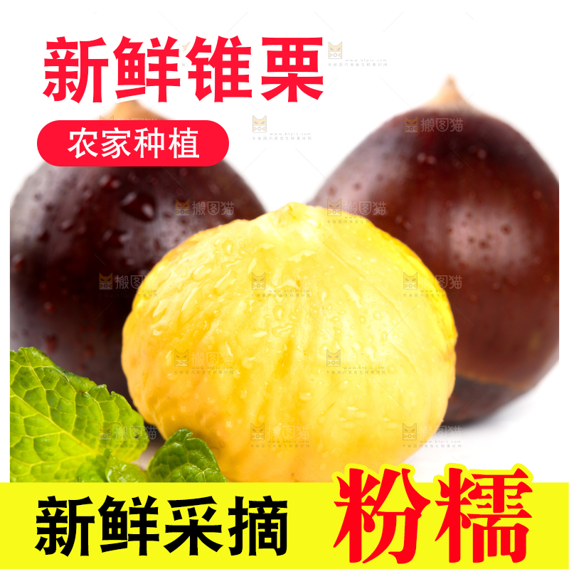 白底上的锥子栗
