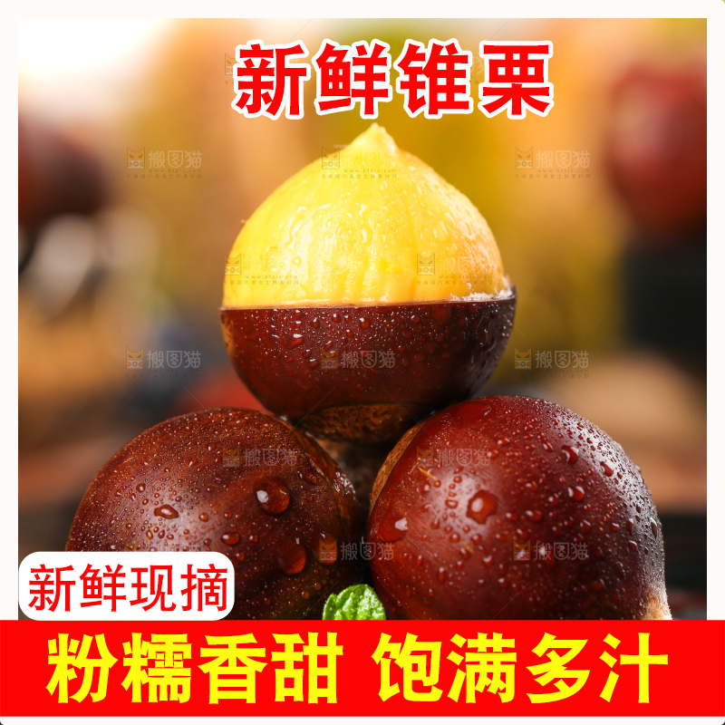 黑底上的高山锥栗