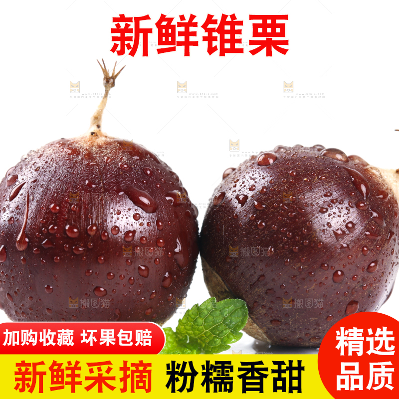 白底上的鲜锥栗