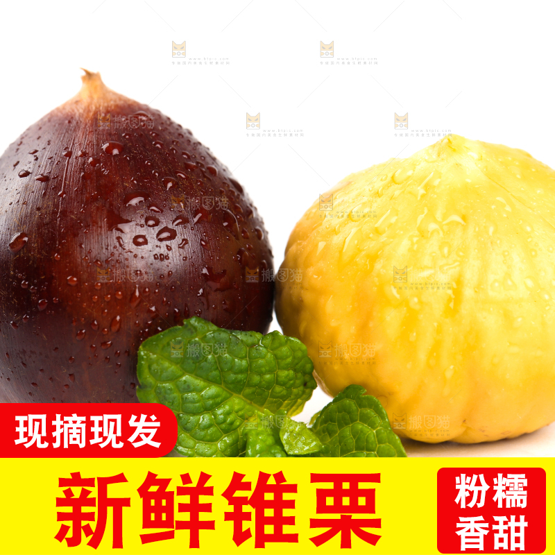 白底上的锥子栗